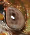 Plains Dog-day Cicada - photo 3