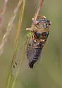 Plains Dog-day Cicada - photo 5