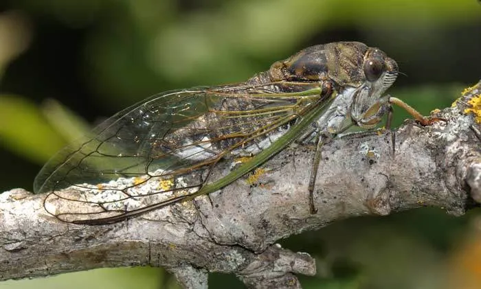 Dog-day Cicada