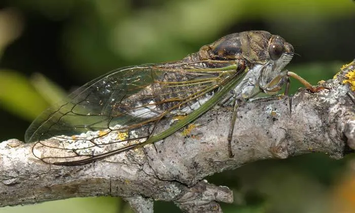 Dog-day Cicada - photo 3