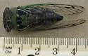 Davis' Southeastern Dog-Day Cicada