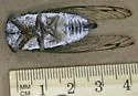 Davis' Southeastern Dog-Day Cicada - photo 2