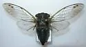 Davis' Southeastern Dog-Day Cicada - photo 3