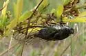 Davis' Southeastern Dog-Day Cicada - photo 4