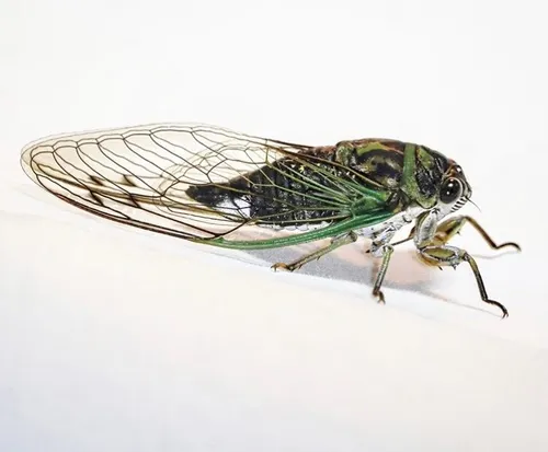 Linné's Annual Cicada - photo 3