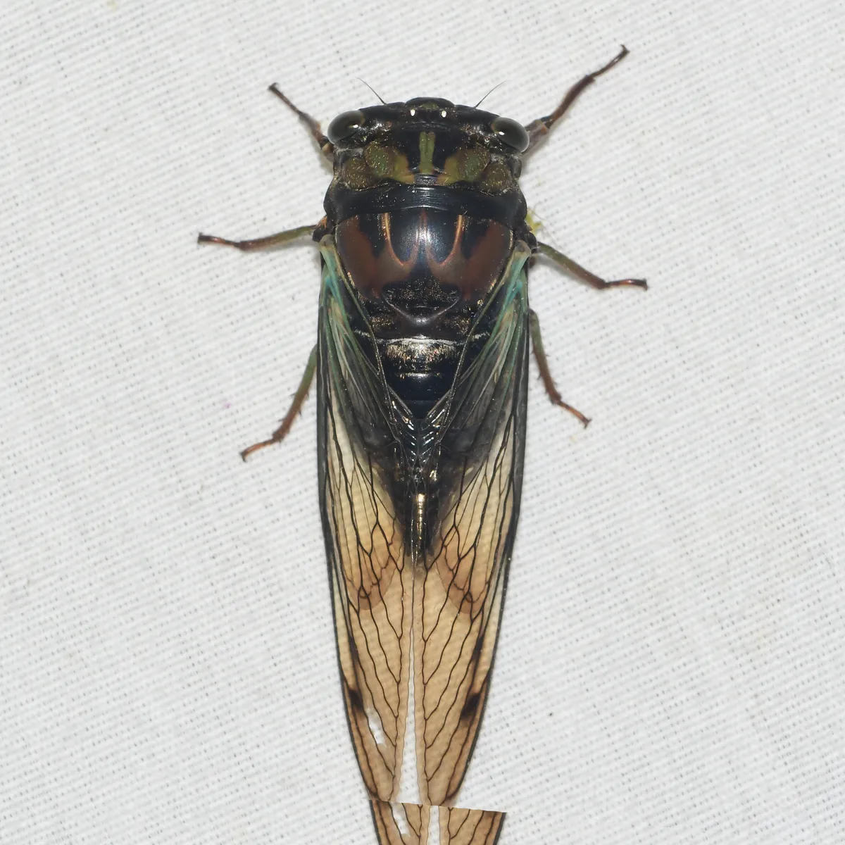 Lyric Cicada - photo 2
