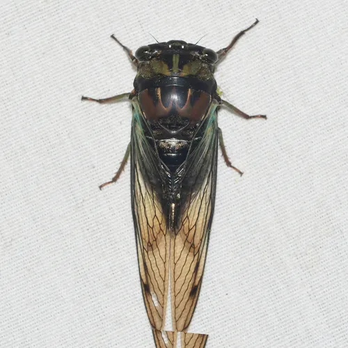 Lyric Cicada - photo 3