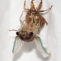 Neotibicen similaris