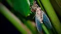 Neotibicen similaris - photo 4