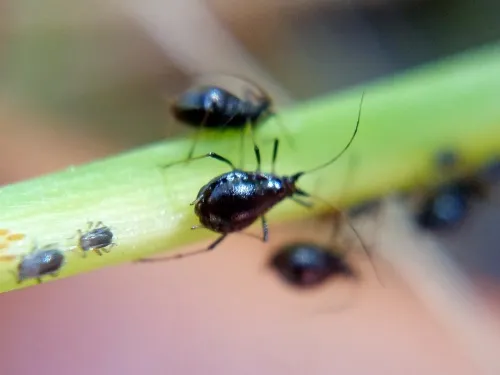 Neotoxoptera formosana