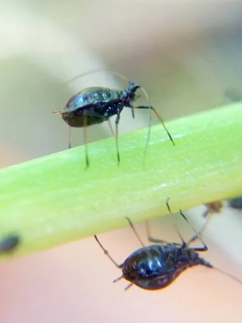 Neotoxoptera formosana - photo 3