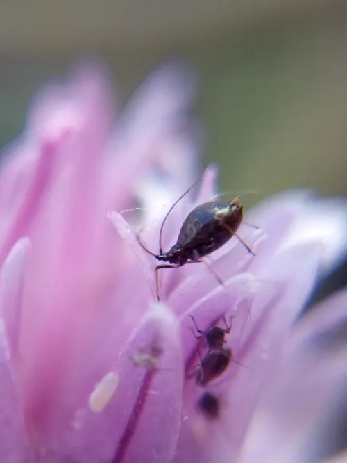 Neotoxoptera formosana - photo 4