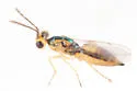 Neotrichoporoides viridimaculatus - photo 2