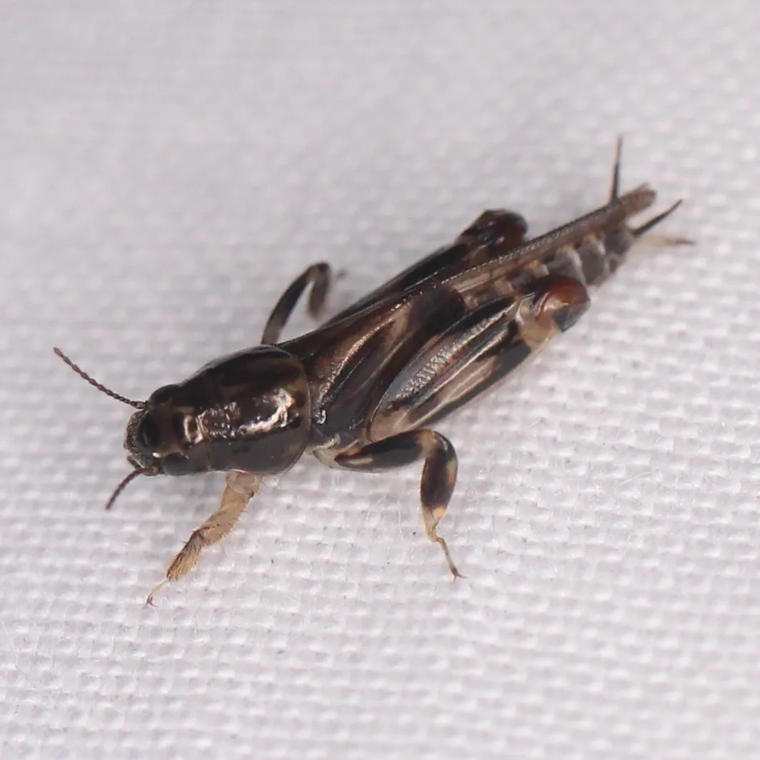 Larger Pygmy Mole Grasshopper