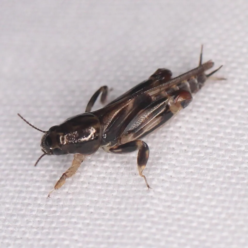 Larger Pygmy Mole Grasshopper - photo 2
