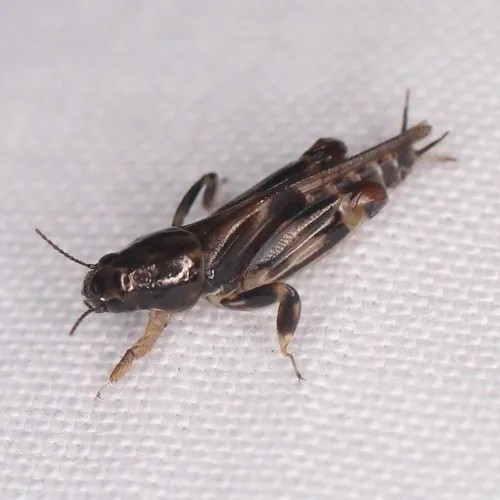 Larger Pygmy Mole Grasshopper - photo 3