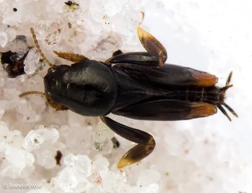 Archbold Pygmy Mole Grasshopper