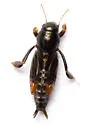 Florida panhandle Pygmy Mole Cricket
