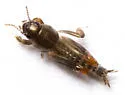Florida panhandle Pygmy Mole Cricket - photo 3