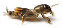 Florida panhandle Pygmy Mole Cricket - photo 4
