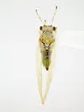 Neotriozella hirsuta