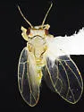 Neotriozella hirsuta - photo 4