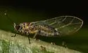 Neotriozella laticeps