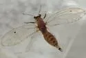 Neotriozella pyrifolii