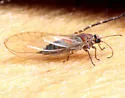 Neotriozella pyrifolii - photo 2