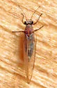Neotriozella pyrifolii - photo 3