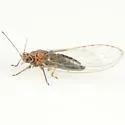 Neotriozella pyrifolii - photo 4