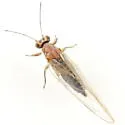 Neotriozella pyrifolii - photo 5