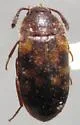 Neotriphyllus confusus - photo 3