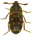 Neotriphyllus confusus - photo 4