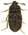 Neotriphyllus confusus - photo 5