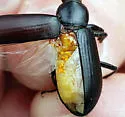 Neotrombidium beeri