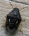 Neottiglossa cavifrons