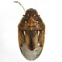 Neottiglossa cavifrons - photo 2