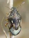 Neottiglossa cavifrons - photo 3