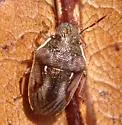 Neottiglossa cavifrons - photo 4