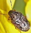 Neottiglossa cavifrons - photo 5