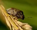 Neottiglossa sulcifrons
