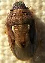 Neottiglossa sulcifrons - photo 2