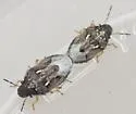 Neottiglossa tumidifrons