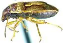 Neottiglossa tumidifrons - photo 3