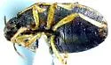Neottiglossa tumidifrons - photo 4