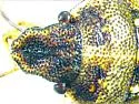 Neottiglossa tumidifrons - photo 5