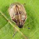 Neottiglossa undata