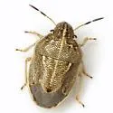Neottiglossa undata - photo 2