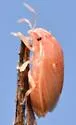Neottiglossa undata - photo 3